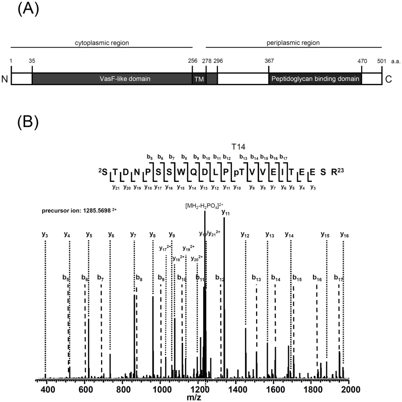 Mass spectrometry identification of TssL phosphorylation at Thr 14.