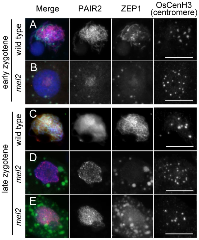The absence of homologous chromosome synapsis in <i>mel2</i> mutant anthers.