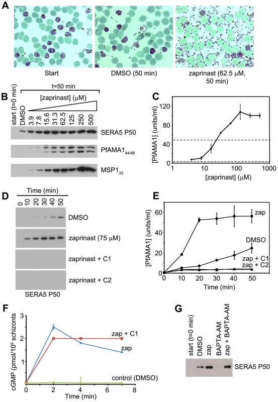 The phosphodiesterase inhibitor zaprinast induces premature egress in a cGMP-dependent manner.