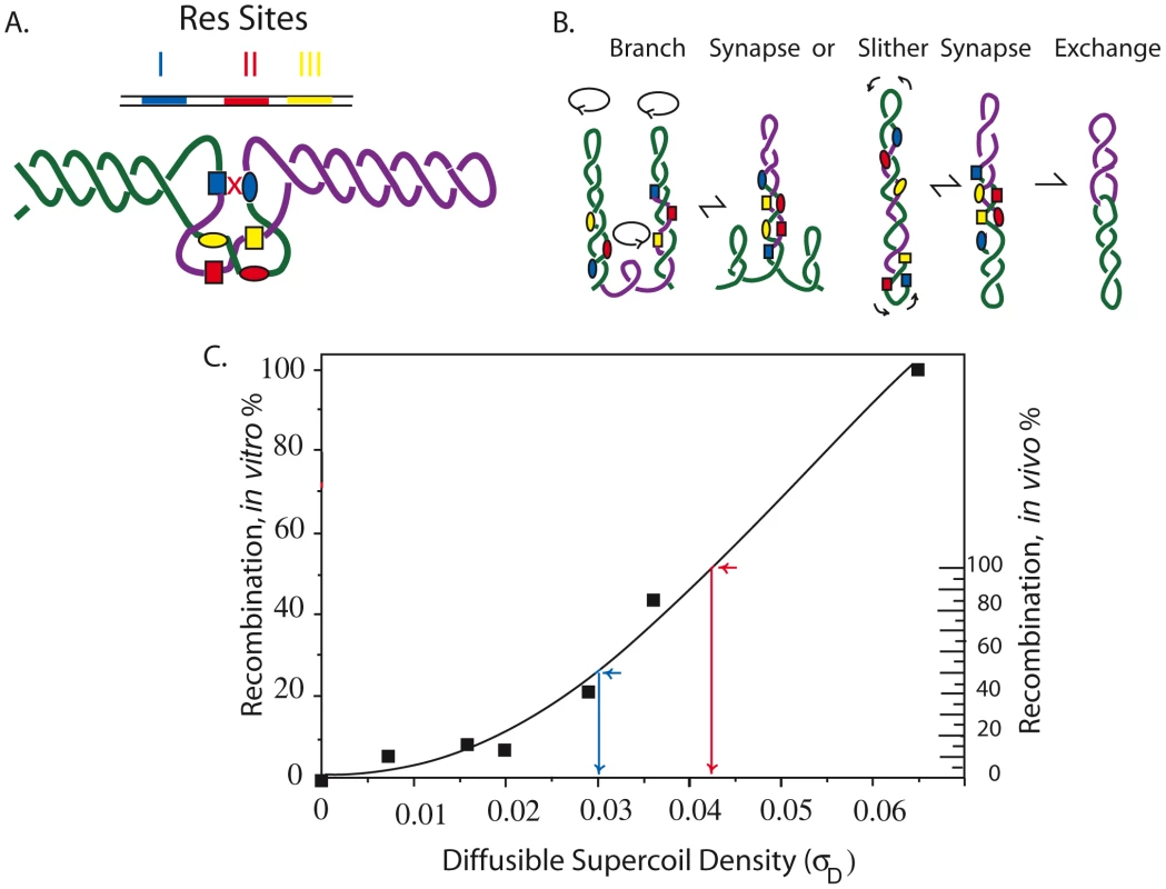 Mechanism of the γδ resolution reaction <i>in vitro</i> and <i>in vivo</i> showing how reaction efficiency correlates with (−) superhelix density.