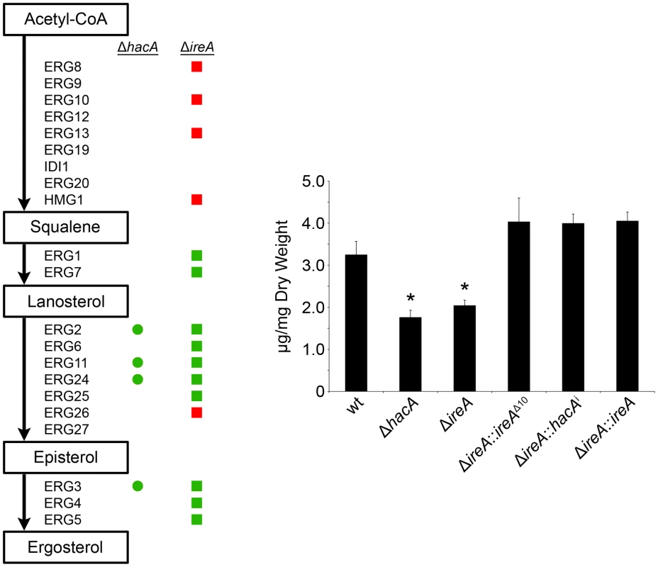 IreA contributes to ergosterol biosynthesis.