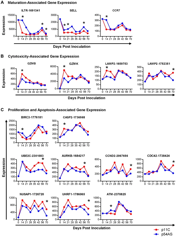 Genes differentially expressed between dominant p11C- and subdominant p54AS-specific CD8<sup>+</sup> T cells.