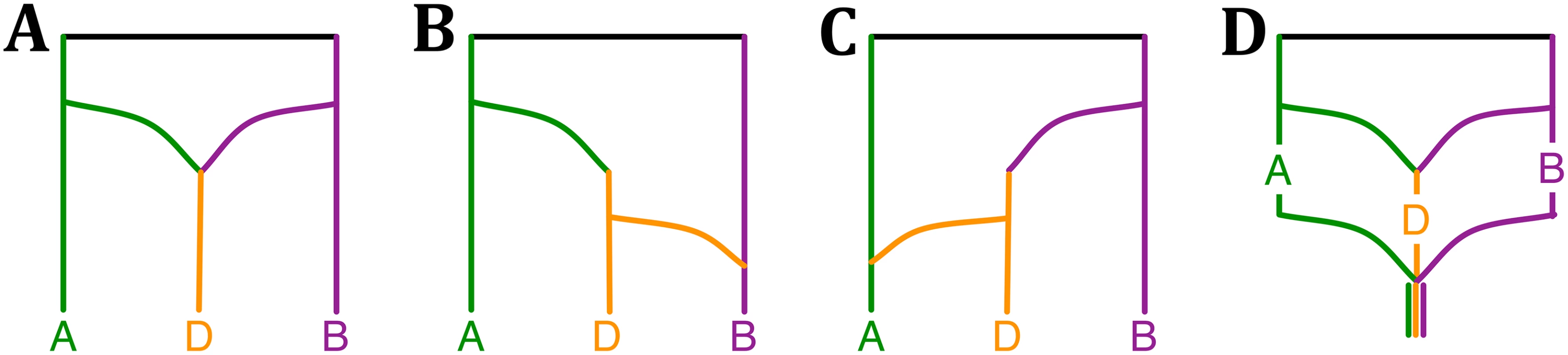Phylogenetic history of the bread wheat.