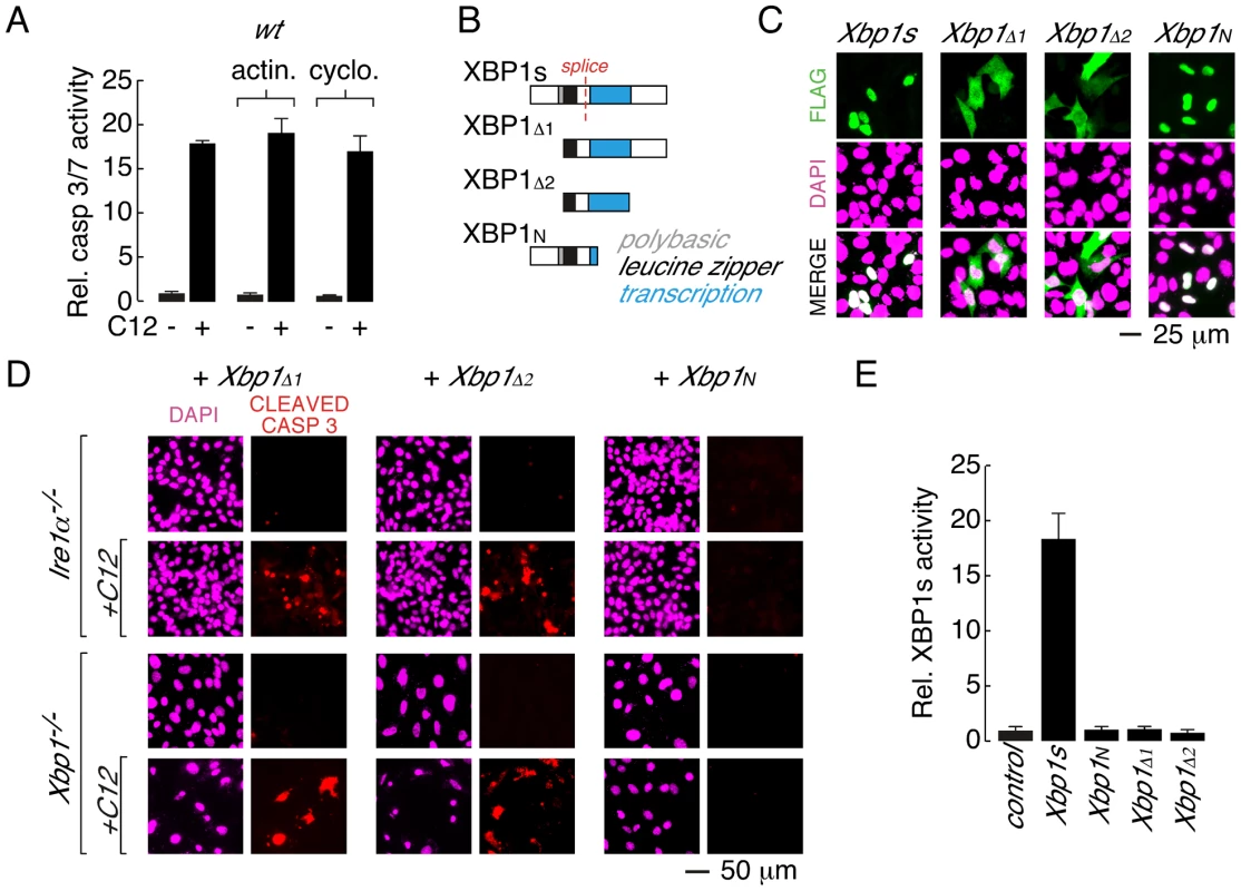 Leucine zipper and transcriptional activation domains of XBP1s are sufficient for C12-mediated caspase activation.