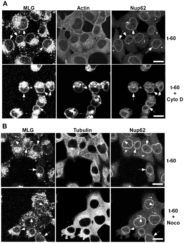 Distribution of MLG in the presence of cytochalasin D or nocodazole.