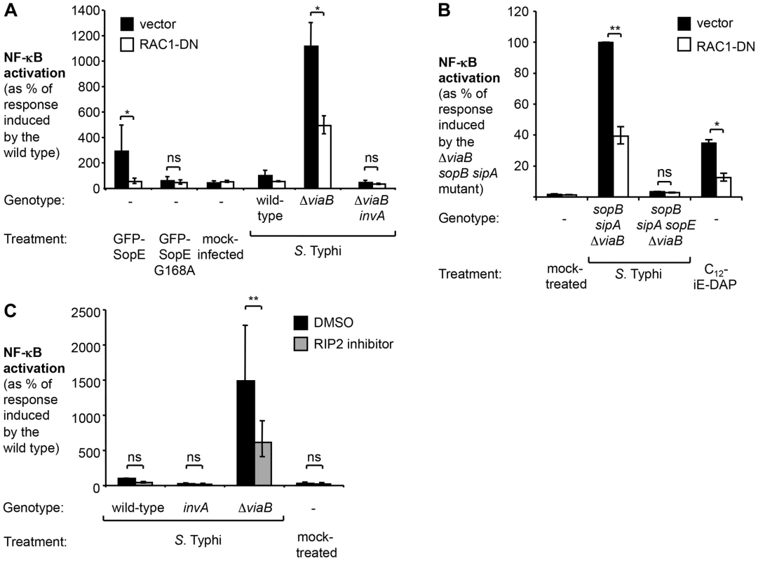 In the absence of <i>tviA</i>, <i>S.</i> Typhi induces NF-κB activation in a RAC1- and RIP2-dependent manner.