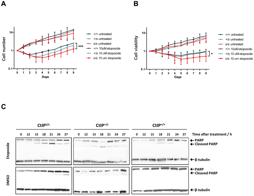 Expression of the CtIP<sup>SCKL2</sup> causes DNA-damage hypersensitivity.
