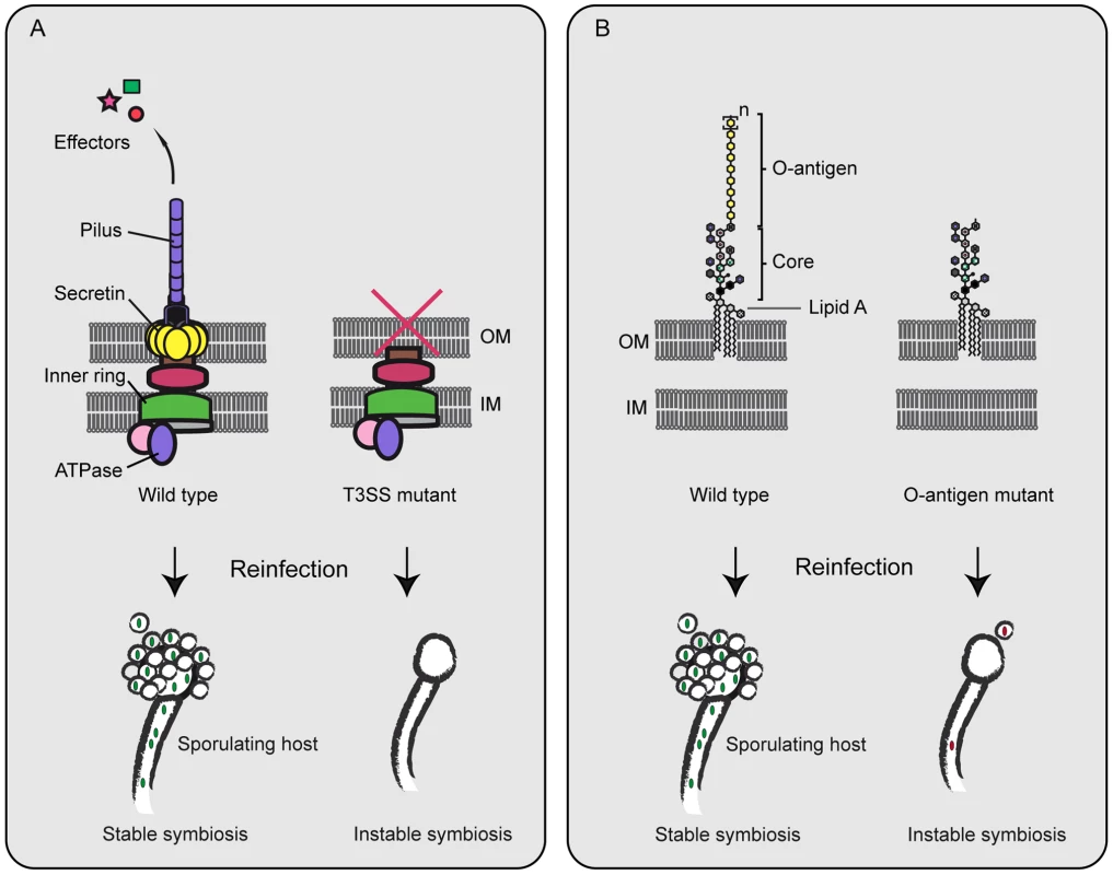 Symbiosis factors of <i>B. rhizoxinica</i>.