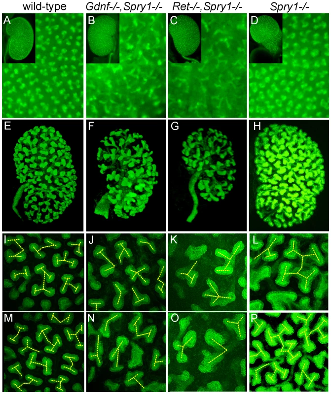 Extensive but irregular UB branching in <i>Gdnf−/−; Spry1−/−</i> and <i>Ret−/−; Spry1−/−</i> double mutant kidneys.