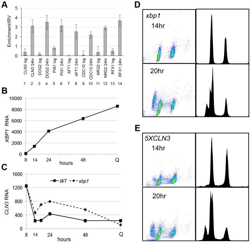 Xbp1 binds and represses <i>CLN3</i> transcription in post-diauxic cells.
