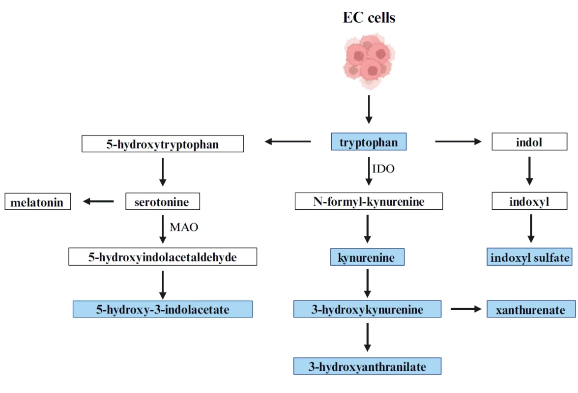 Fluorescent metabolites of tryptophan. Tryptophan metabolic pathways produce fl uorescent metabolites detectable in body fl uids. Fluorescent intermediates are highlighted in blue. (Created with Biorender).