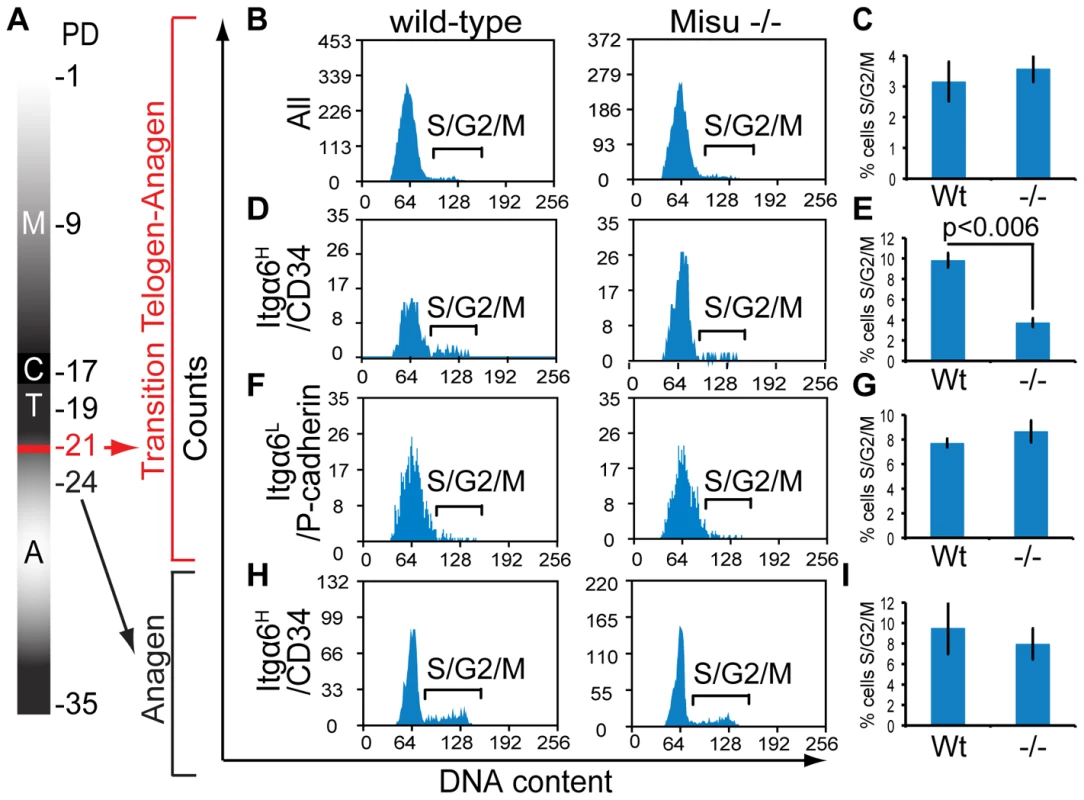 Misu delays cell cycle entry of bulge stem cells at the onset of anagen.