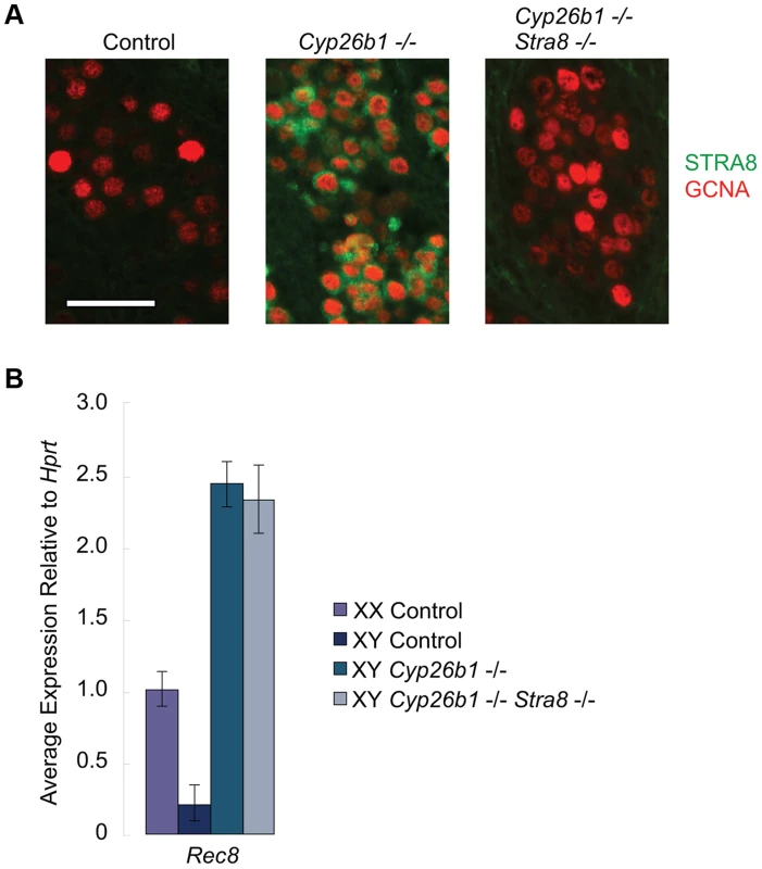In <i>Cyp26b1-</i>deficient/<i>Stra8-</i>deficient fetal testes, <i>Rec8</i> is induced by RA signaling.