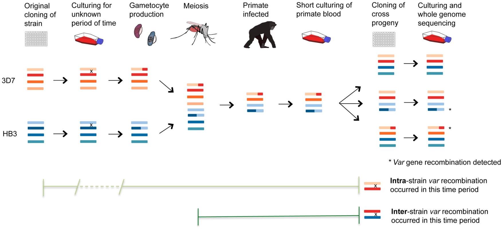 <i>Var</i> recombination in crosses progeny.