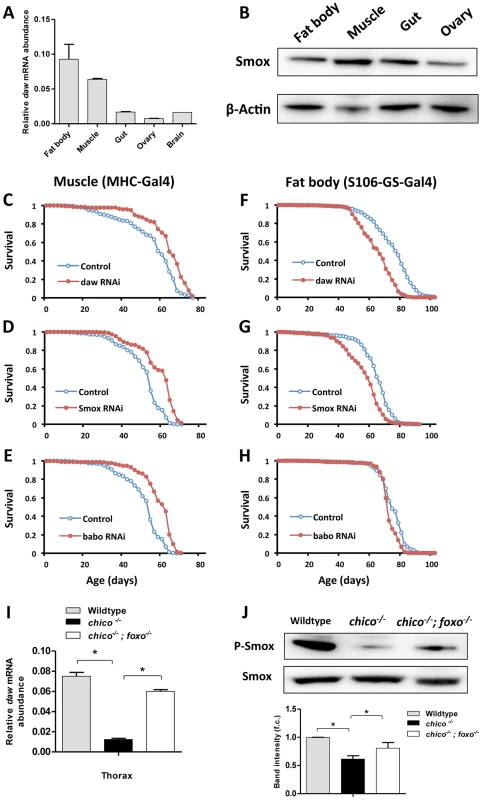 Inactivation of genes in Activin signaling (<i>daw</i>, <i>Smox</i> and <i>babo</i>) in muscle, but not in fat body extended lifespan.