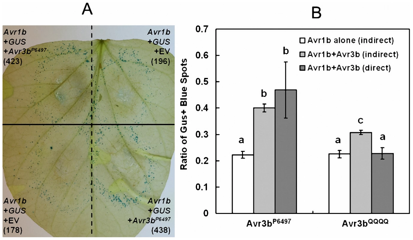 Avr3b suppresses ETI triggered by <i>P. sojae</i> effector Avr1b.