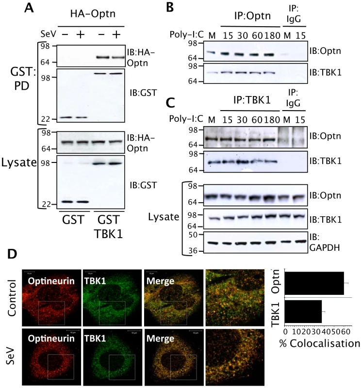 Optineurin interacts with TBK1.