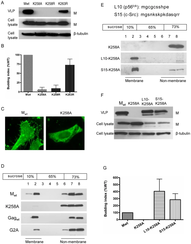 K258 is critical for NiV-M membrane association and budding.