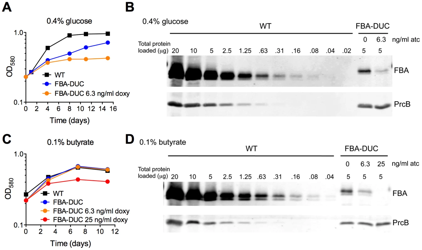 Vulnerability of <i>Mtb</i> to FBA depletion depends on the carbon source.