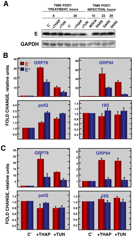 Effect of SARS-CoV E protein on the induction of ER stress caused by drugs.