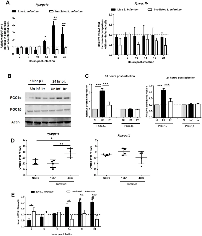 Alteration of host mitochondrial biogenesis by <i>L. infantum</i> infection.