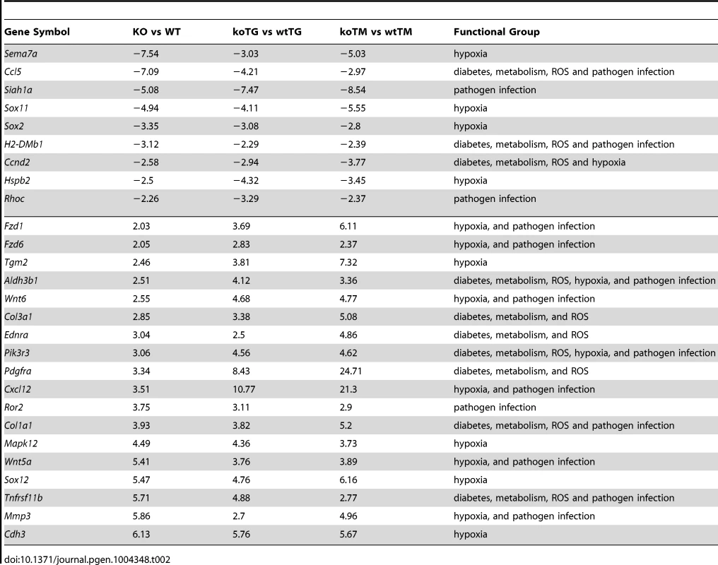 List of common significant differential expression genes among KO versus WT, koTG versus wtTG, and koTM versus wtTM (<em class="ref">Figure 4b</em> Venn diagram).