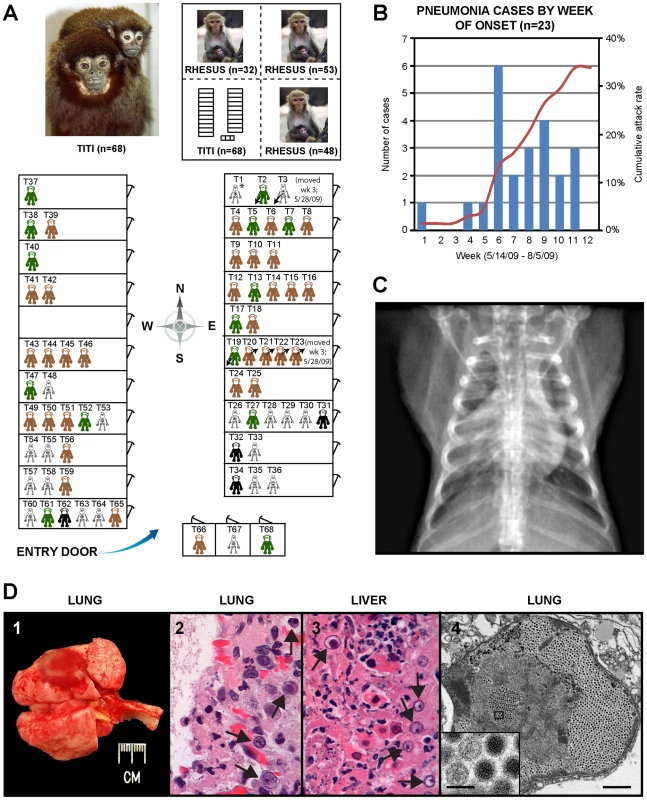 Clinical and epidemiologic features of the titi monkey outbreak.