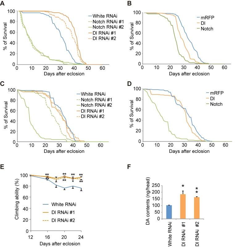 Notch signaling modulates the function of dopaminergic neurons.
