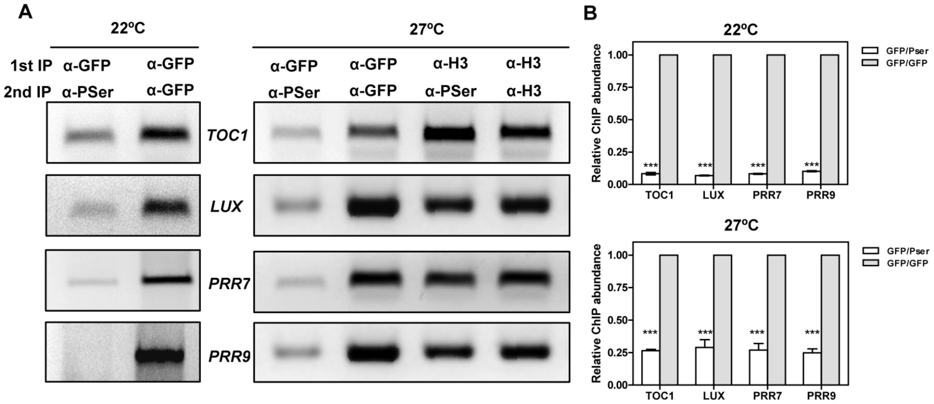 Analysis of CCA1 isoforms bound to the promoters of the oscillator genes.