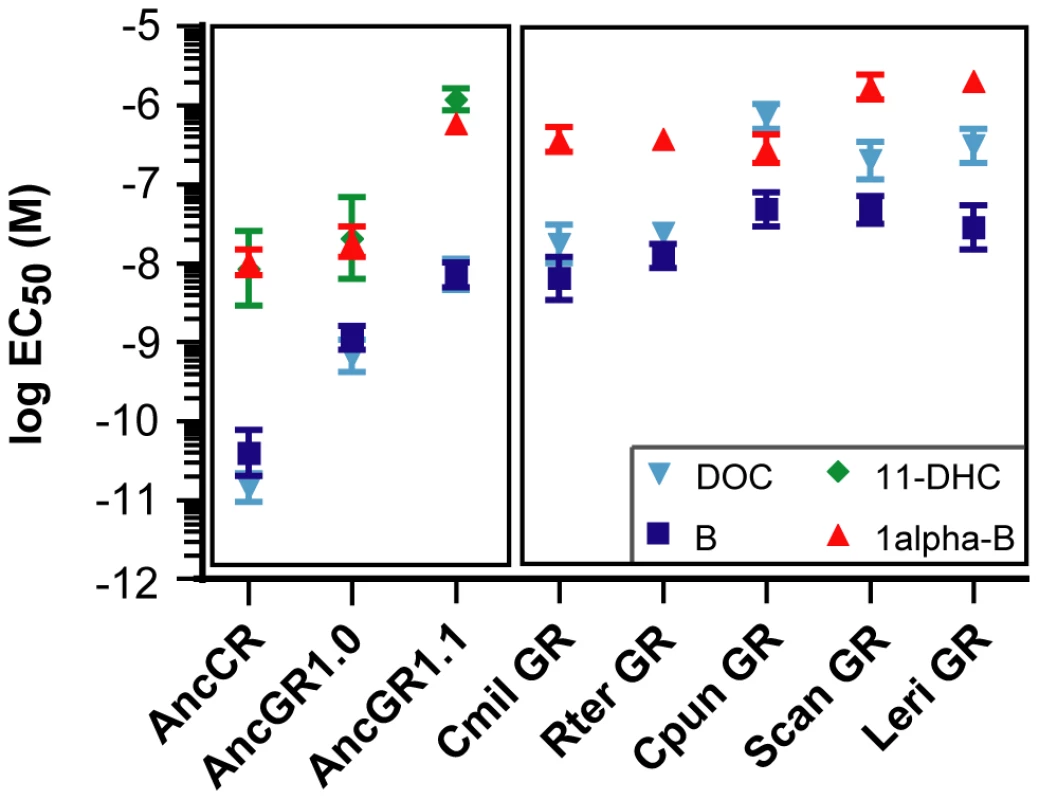 AncGR1 and its descendents evolved reduced hormone sensitivity.