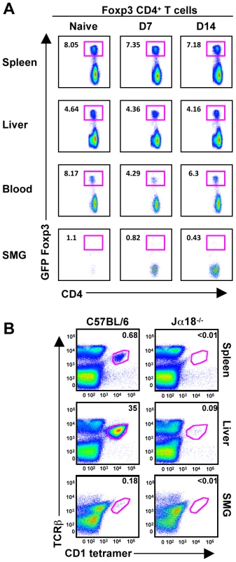 T-regs and <i>i</i>NKT cells are absent from naïve and MCMV infected SMG.