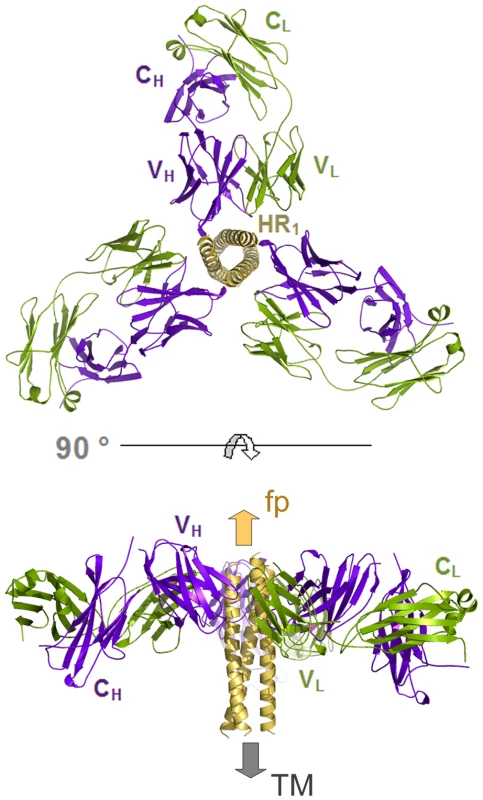 The gp41 prehairpin structure can bind three HK20 mAbs simultaneously.