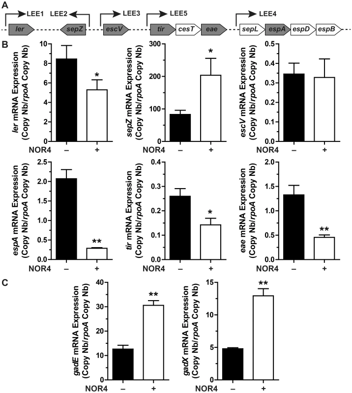 Influence of NO on LEE, <i>gadX</i>, and <i>gadE</i> gene expression.