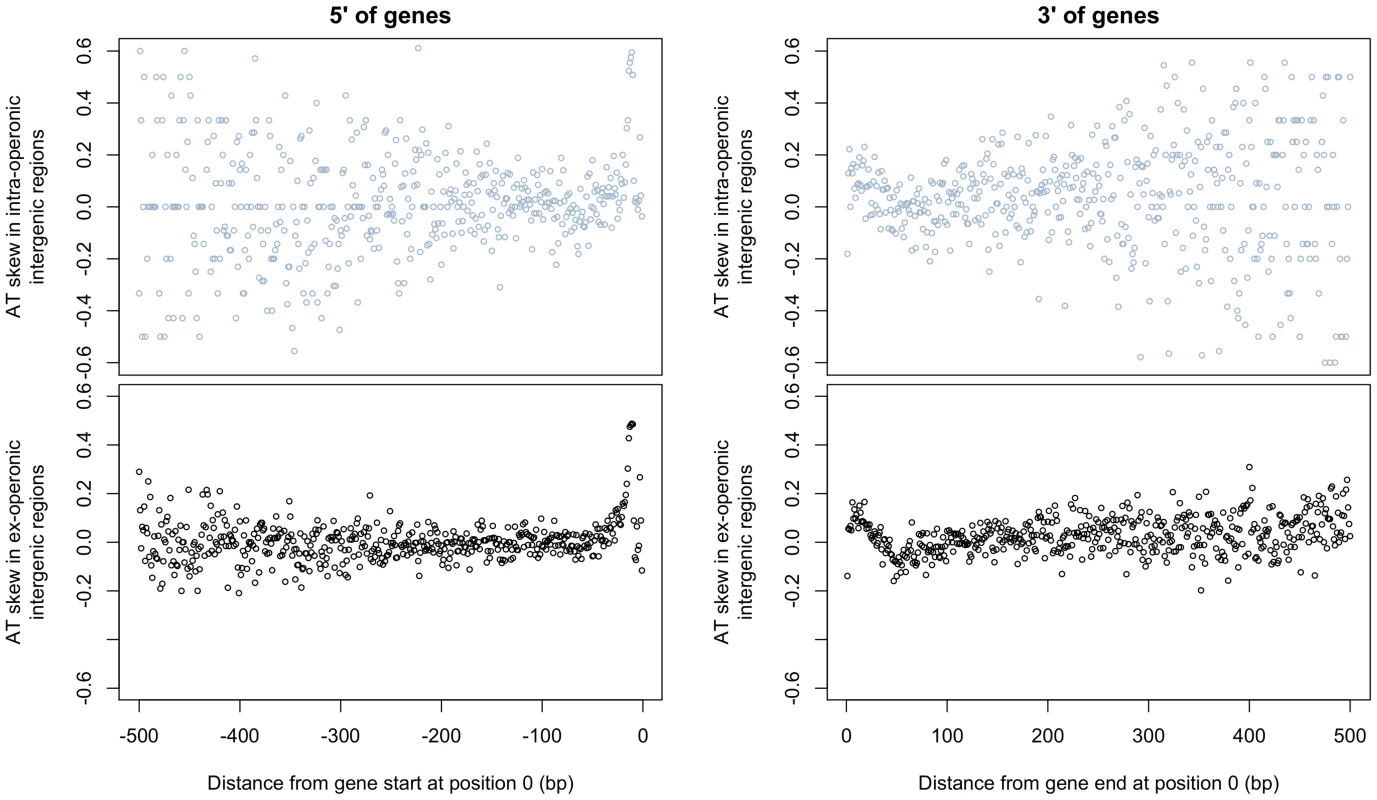 AT skew displays local abnormalities at intergene boundaries but grows neither A nor T rich at increasingly distant positions from gene starts and ends.