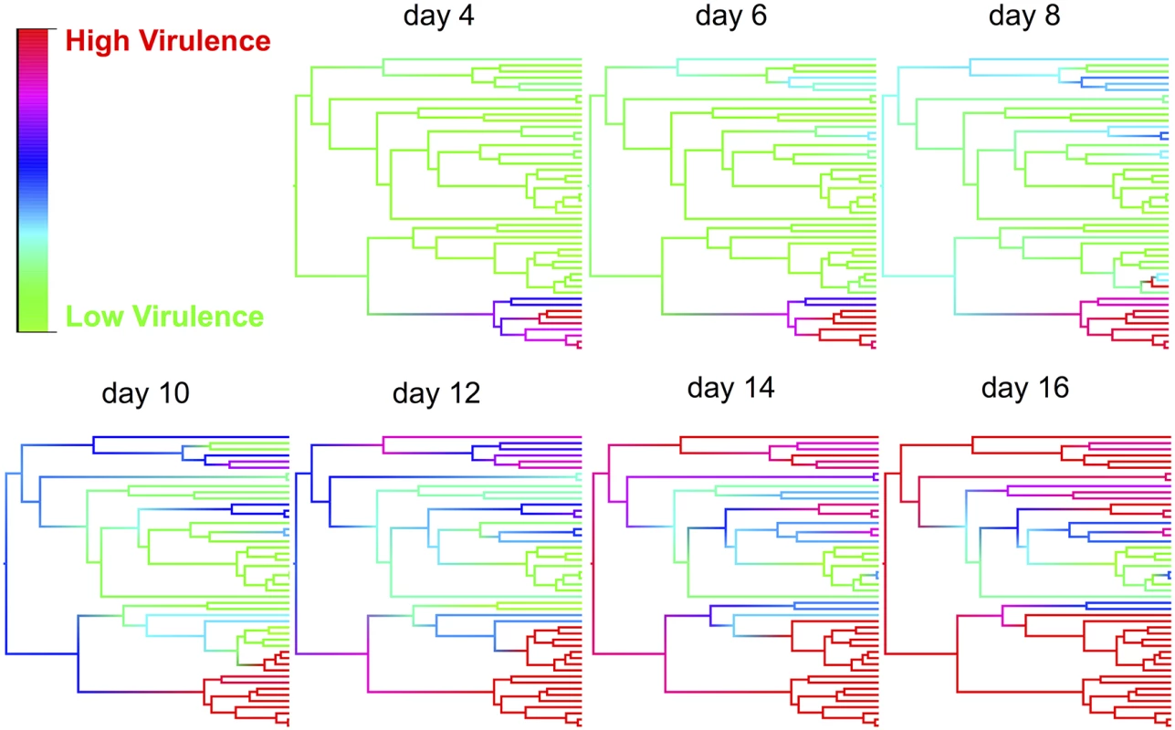 Ancestral state reconstructions of virulence for various time points post infection.