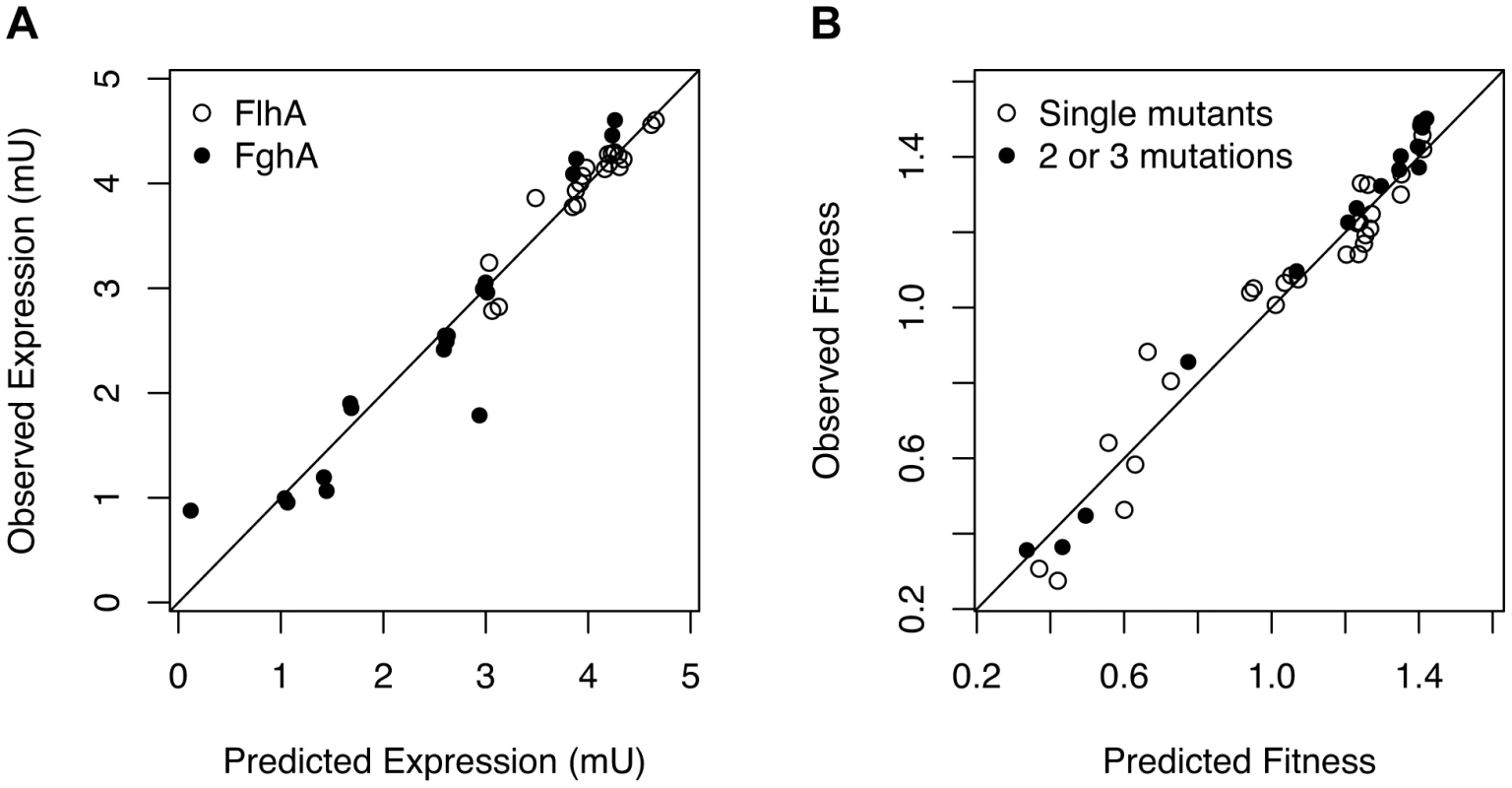 Mutations exert independent effects upon enzyme expression but a mechanistic model of benefits and costs of enzymes is required to predict combined effects on fitness.