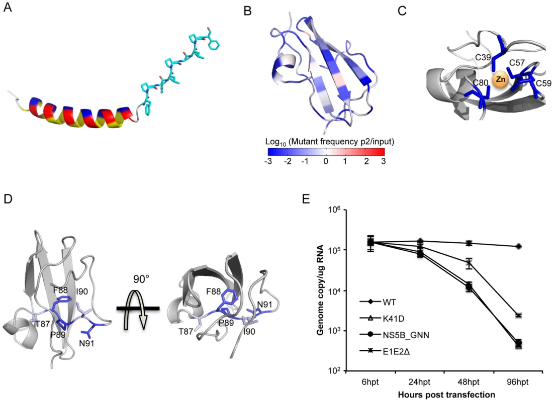 High-resolution genetics revealed functional residues essential for virus replication.