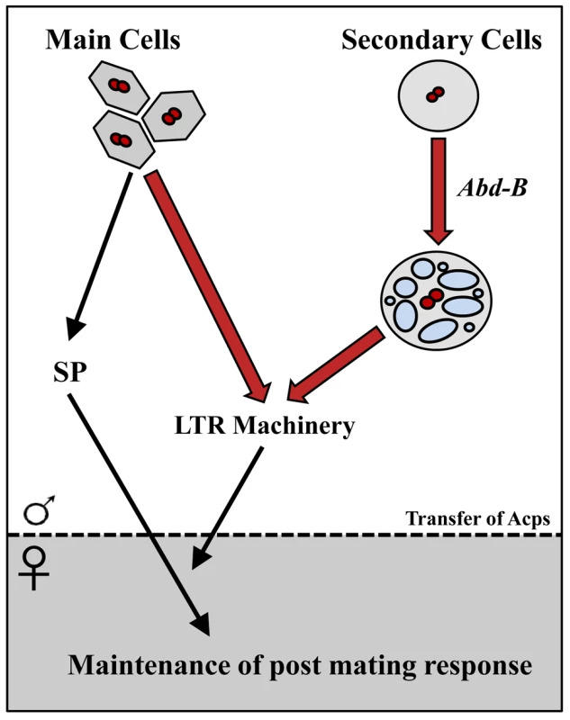 Summary/model.