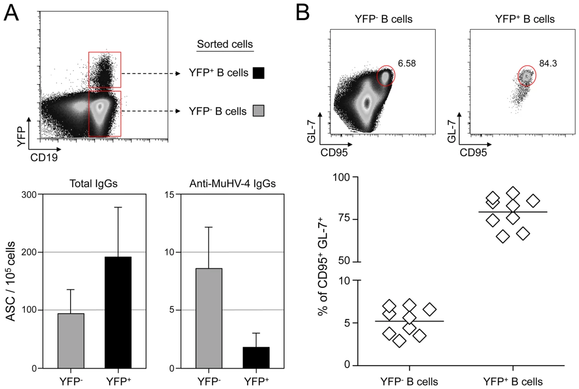 MuHV-4 specific B cells represent a minor part of infected and non-infected cells.