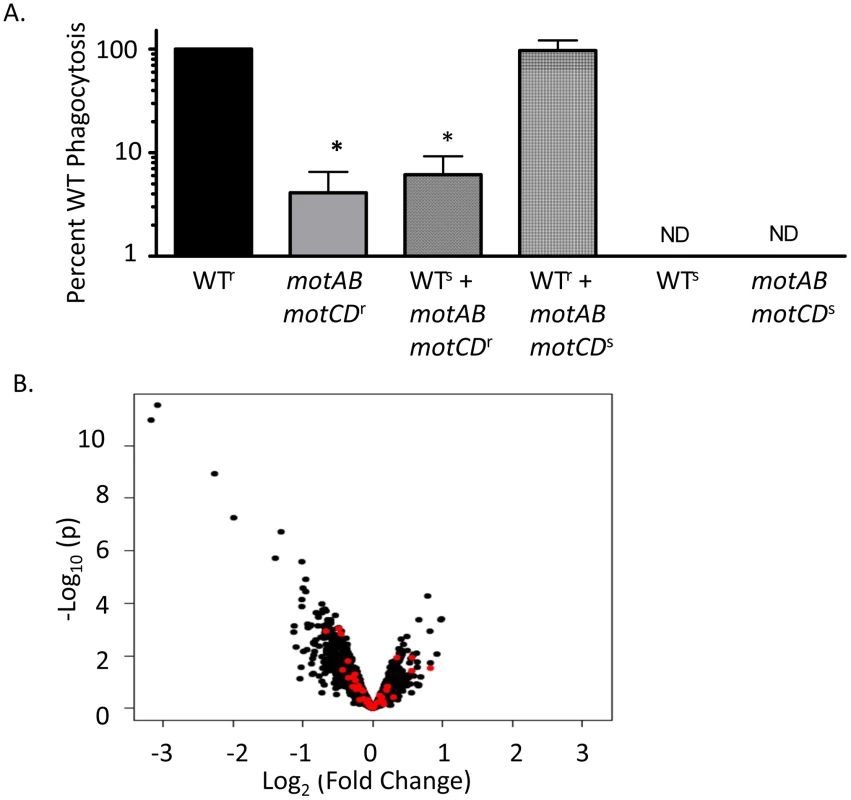 The phagocytic resistance by <i>P. aeruginosa motABmotCD</i> is not due to resultant changes in bacterial secretions, extracellular protein expression, or PAMP regulation.