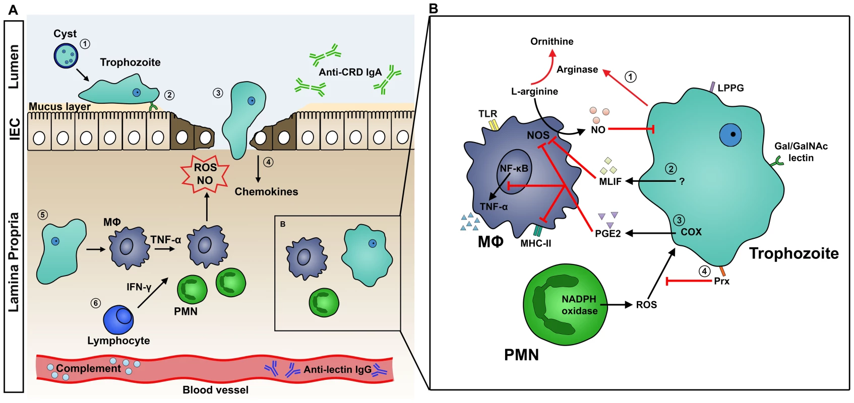 A. Host Immune Response to Intestinal Amebiasis.