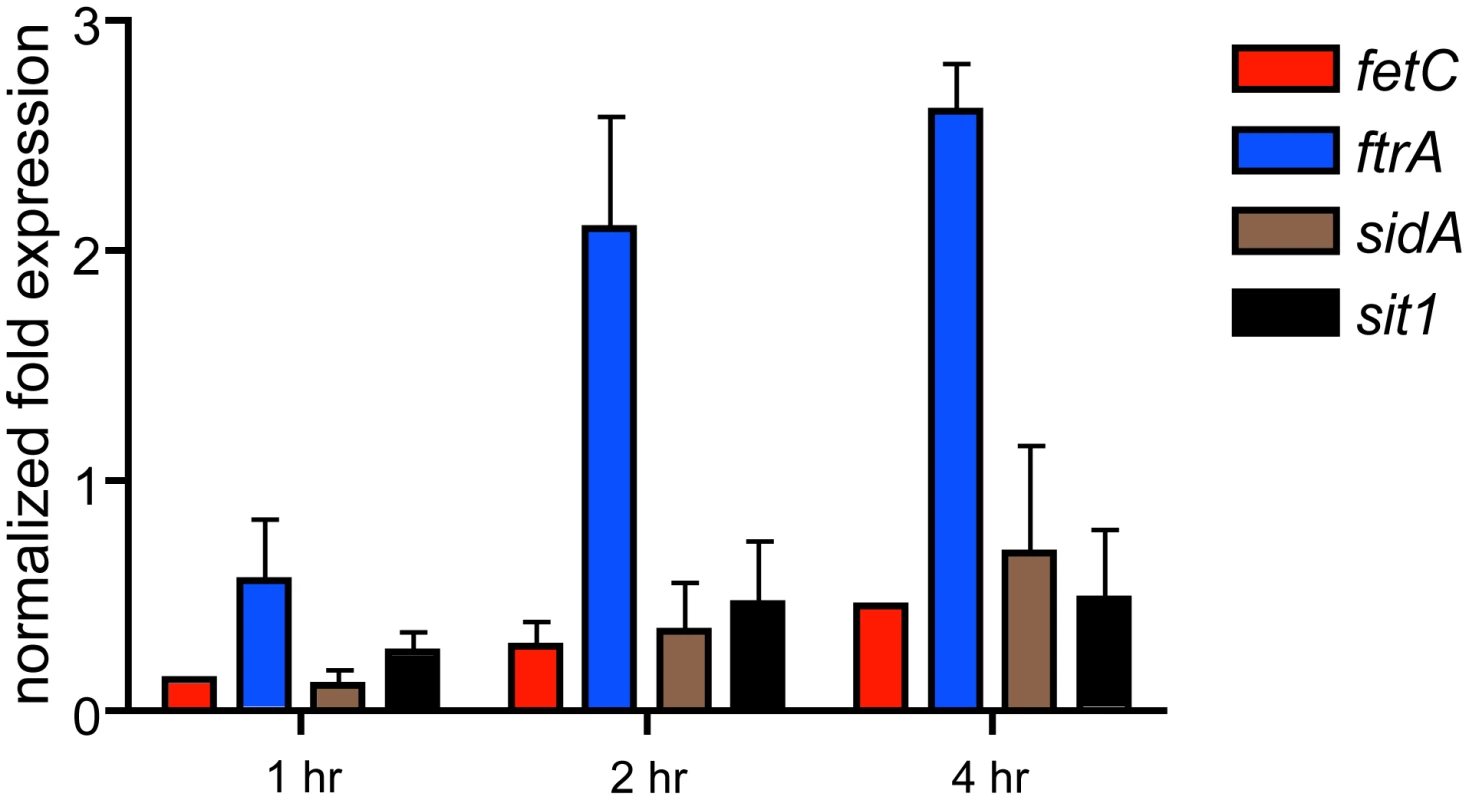 qRT-PCR confirmation of SrbA-dependent iron homeostasis gene transcript abundance in hypoxia.