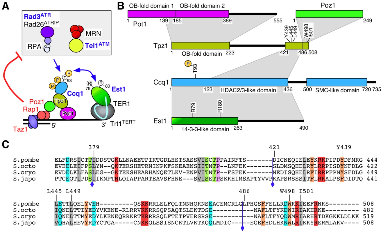 Summary of Tpz1-Ccq1 and Tpz1-Poz1 interaction domains.