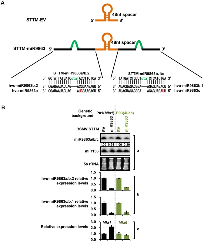BSMV-VIGS silencing of miR9863 leads to increased transcript level of <i>Mla1</i> but not <i>Mla6</i> in barley.