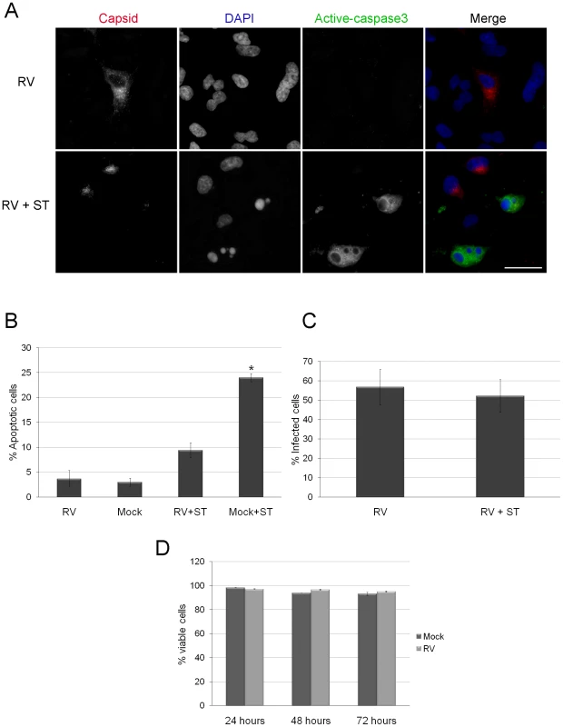Caspase 3 activation is blocked in RV infected cells.