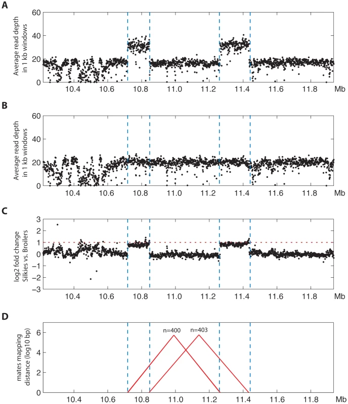 Massively parallel sequencing confirms the inverted duplication corresponding to the FM locus.