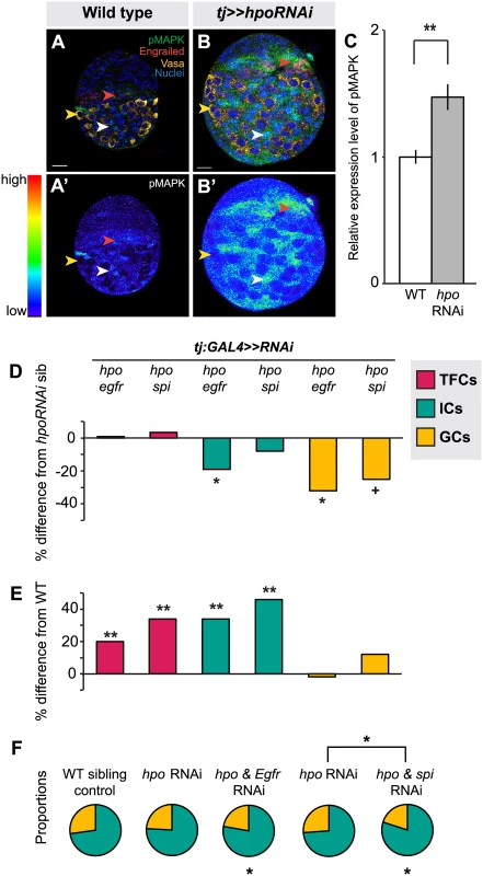 The Hippo pathway interacts with the EGFR pathway to regulate IC and GC growth.