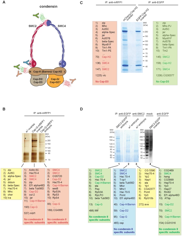 Cap-G is not associated with condensin II–specific subunits <i>in vivo</i>.