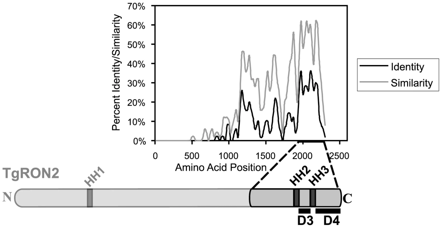 Alignment of TgRON2 with its orthologues reveals greatest sequence conservation in carboxy-terminal third of protein.