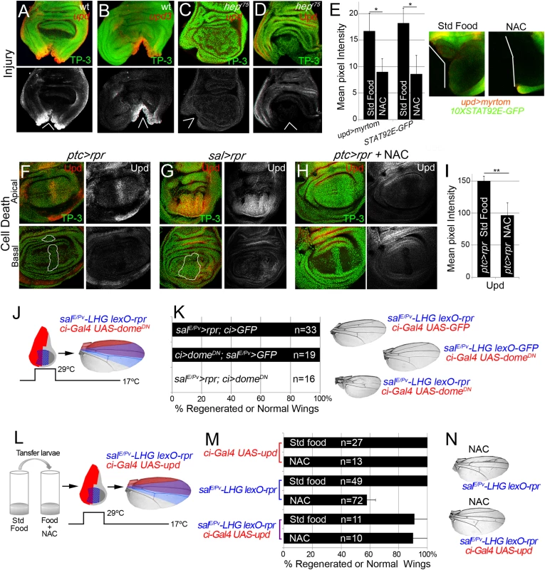 Cytokine signaling is controlled by ROS and JNK.